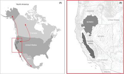 Functional Wetland Loss Drives Emerging Risks to Waterbird Migration Networks